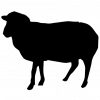 cropped-schaf_favicon cropped-schaf_favicon